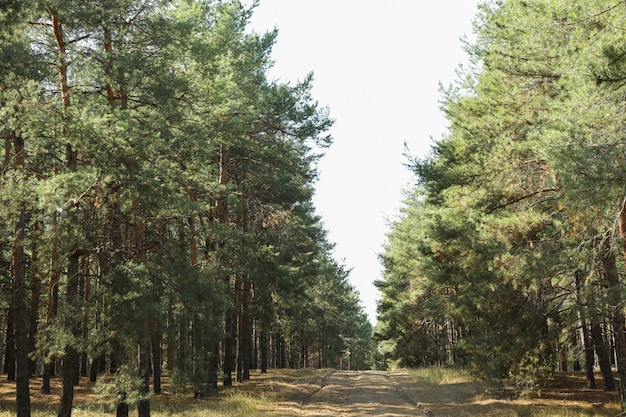 Sandstraße im Kiefernwald. Schöner sonniger Tag