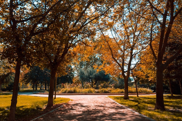 Sandweg zwischen Bäumen im Park an einem Herbsttag. Platz kopieren. Selektiver Fokus.