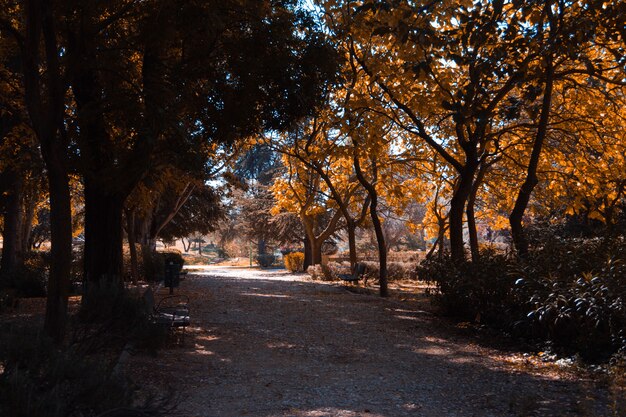 Sandweg zwischen Bäumen und Bänken im Park an einem Herbsttag. Platz kopieren. Selektiver Fokus.