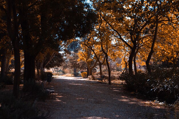 Sandweg zwischen Bäumen und Bänken im Park an einem Herbsttag. Platz kopieren. Selektiver Fokus.