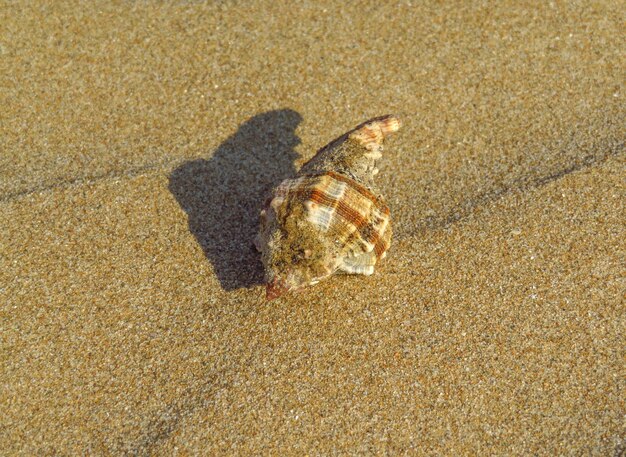 Sandwellen mit Muschel