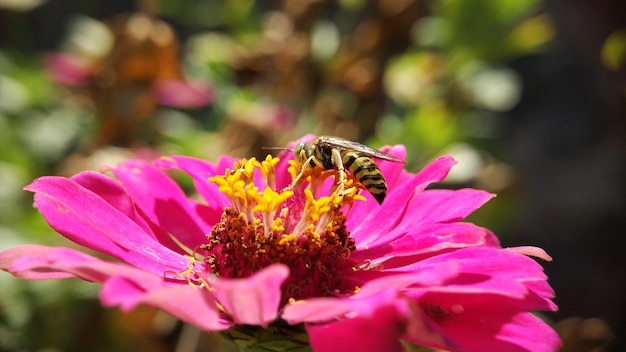 Sandwespen nehmen Pollen von den Blüten auf