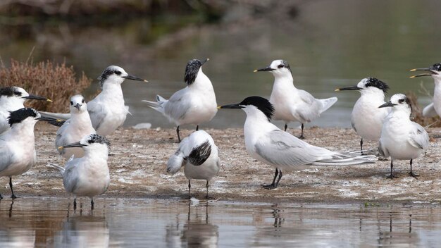 Sandwich tern Thalasseus sandvicensis o Sterna sandvicensis Málaga España