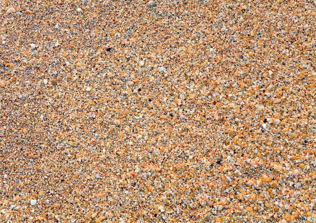 Foto sandy - fondo de mar húmedo de concha de berberecho rotura