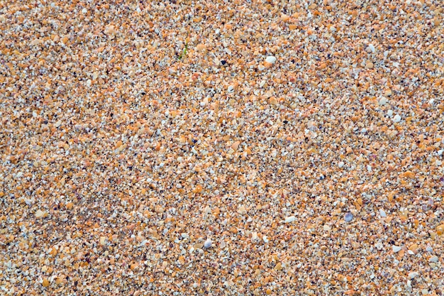 Sandy - fondo de mar húmedo de concha de berberecho rotura