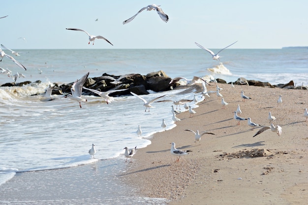 Sandy Seashore con piedras y gaviotas.