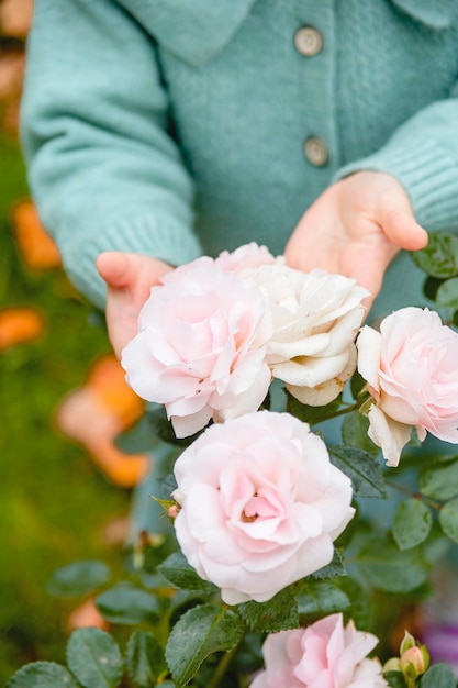 Sanft rosa Rosen im Garten mit den Händen des kleinen Mädchens