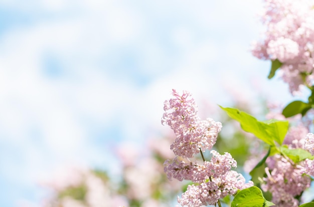 Sanft verschwommene Fliederblumen auf bewölktem Himmelshintergrund im Frühjahr Weicher Fokus Kopierbereich