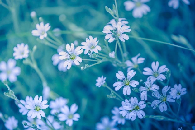 Sanfte kleine weiße Blumen Graswiese Feldblüte. Abstrakter Frühlingsnaturhintergrund. Blühen