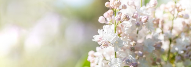 Sanfte rosa-weiße Fliederzweige auf unscharfer grüner Kulisse Banner Hochzeit oder Muttertagskarte