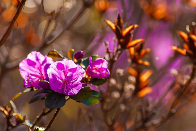 Sanfter Frühlingshintergrund Schöne Blume