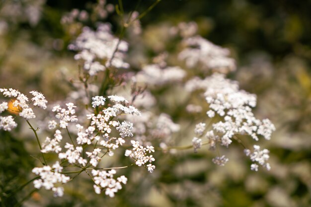 Sanfter Hintergrund aus weißen Wiesenblumen