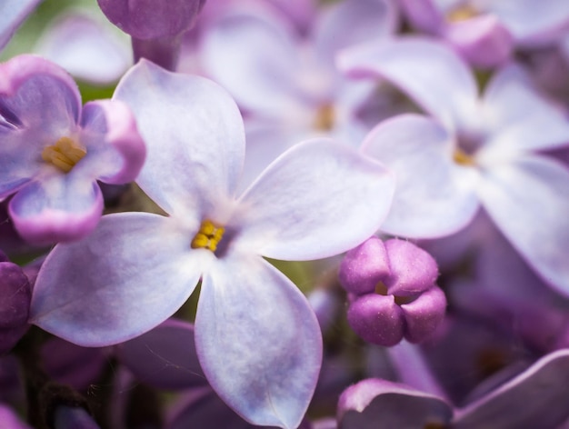 Sanfter purpurroter Blumenhintergrund mit Blumen eines lila weichen Fokus