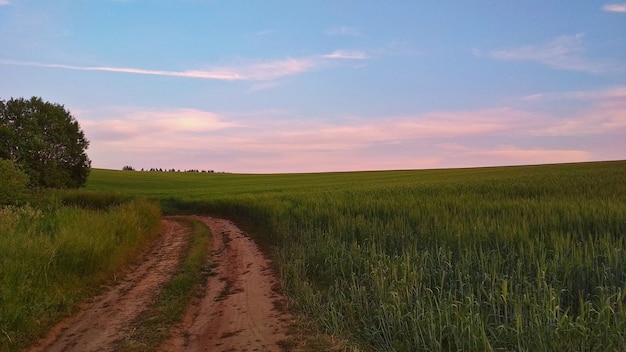 Sanfter rosa Sonnenuntergang im Feld