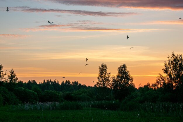 Sanfter und schöner Sonnenaufgang im Feld im Sommer