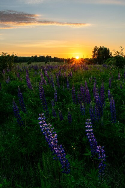 Sanfter und schöner Sonnenaufgang im Feld im Sommer