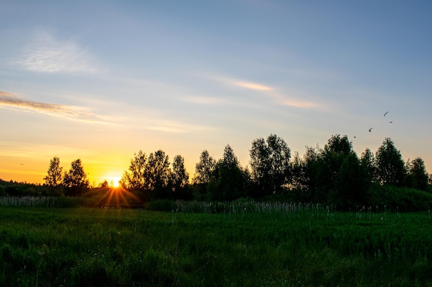 Sanfter und schöner Sonnenaufgang im Feld im Sommer