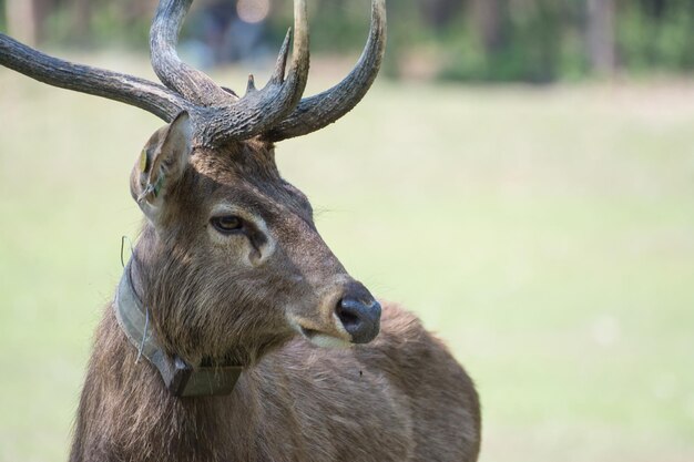 Sangai- oder Thamin-Hirsch