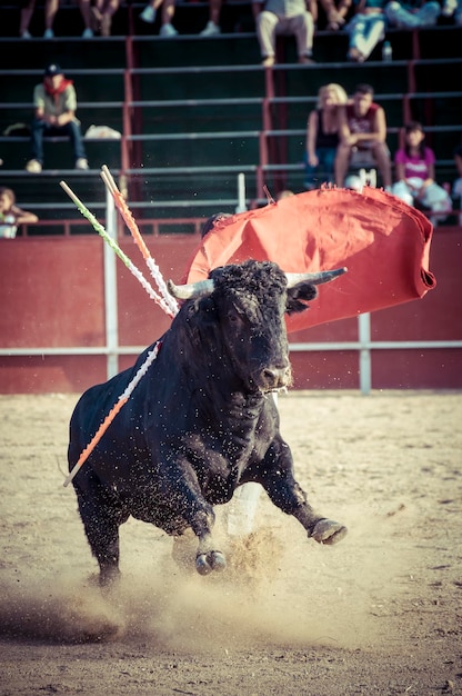 Foto sangre, espectáculo de la tauromaquia, donde un toro lidia con un torero tradición española