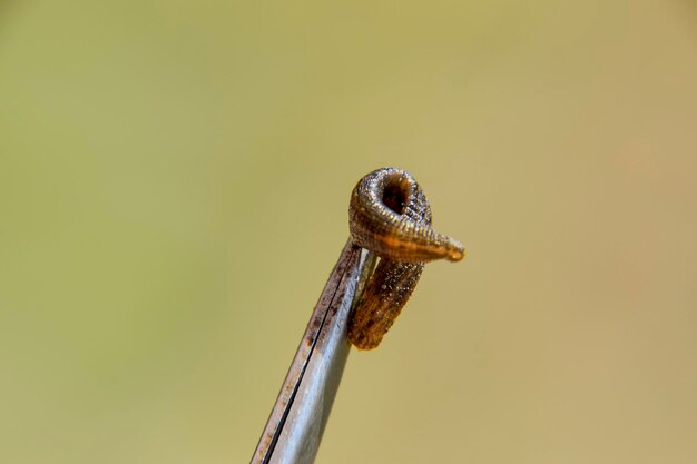 Foto las sanguijuelas en las pinzas son animales chupadores de sangre de la subclase de la oruga de la clase del tipo de cinturón hirudoterapia