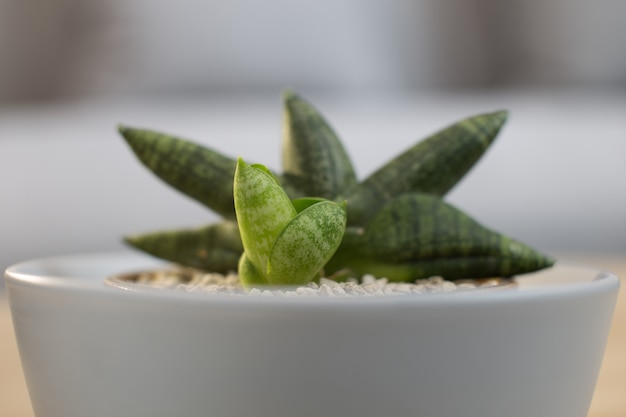 Foto sansevieria boncellensis en maceta de cerámica