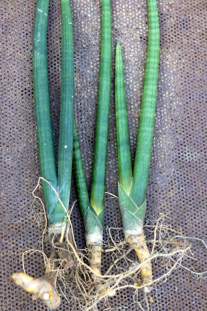 Sansevieria Cylindrica Snake Plants com raízes