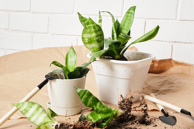 Sansevieria em vasos brancos e um conjunto para transplantar e cuidar de plantas em papel artesanal, transplantar plantas de interior, um fundo de tijolos brancos