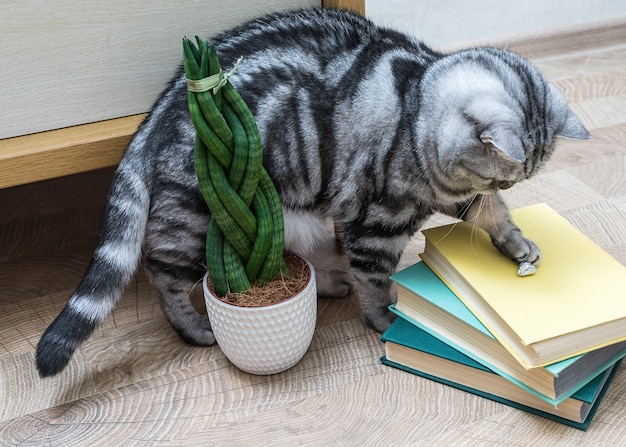 Sansevieria es cilíndrica en forma de coleta, libros y gato.