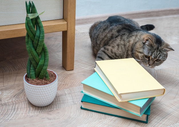Sansevieria es cilíndrica en forma de coleta, libros y gato.