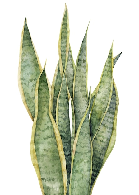 Sansevieria ilustração em aquarela