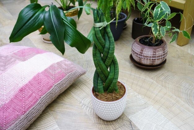 Sansevieria ist zylindrisch in Form eines Zopfs.