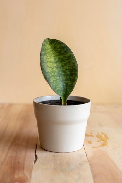 Sansevieria masoniana planta suculenta en una hermosa maceta