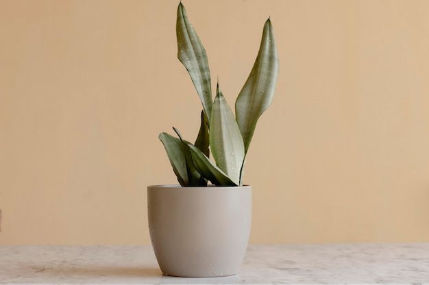 Sansevieria moonshine o planta reina de plata