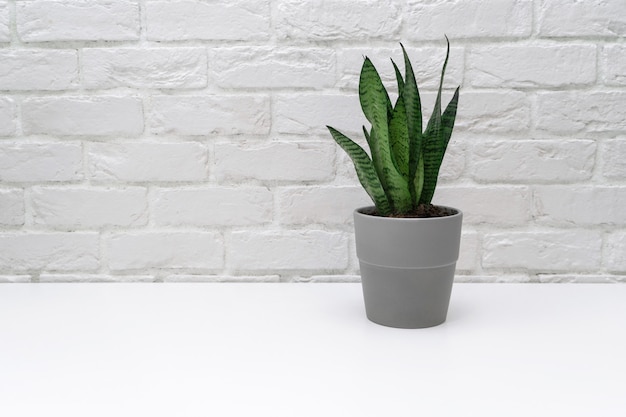 Sansevieria en una olla gris.