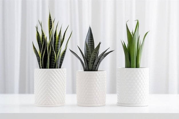 Foto sansevieria ou plantas de cobra em diferentes vasos de flores de cerâmica no fundo claro