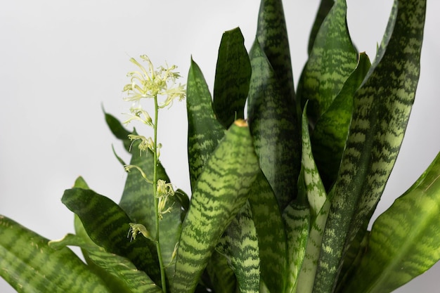 Sansevieria-Pflanze mit blühender Blume auf dem weißen Hintergrund