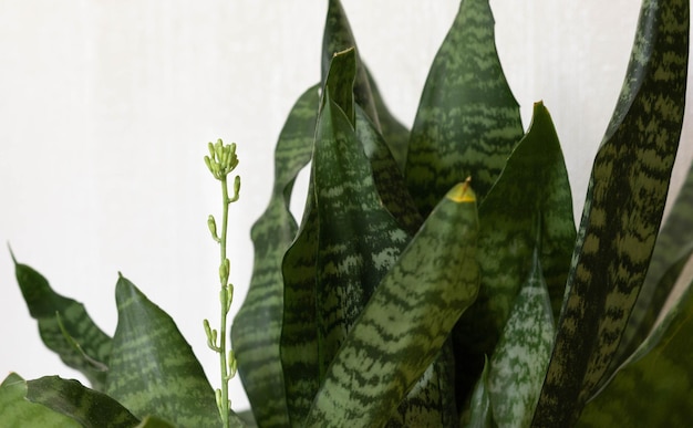 Sansevieria-Pflanze mit Blume, die auf dem weißen Hintergrund blühen wird