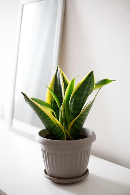 Sansevieria threelane pequena na sala O conceito de minimalismo conceito de cuidado de plantas domésticas