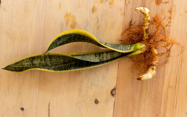 Sansevieria Trifasciat schwarzgoldene Pflanze mit nackten Wurzeln