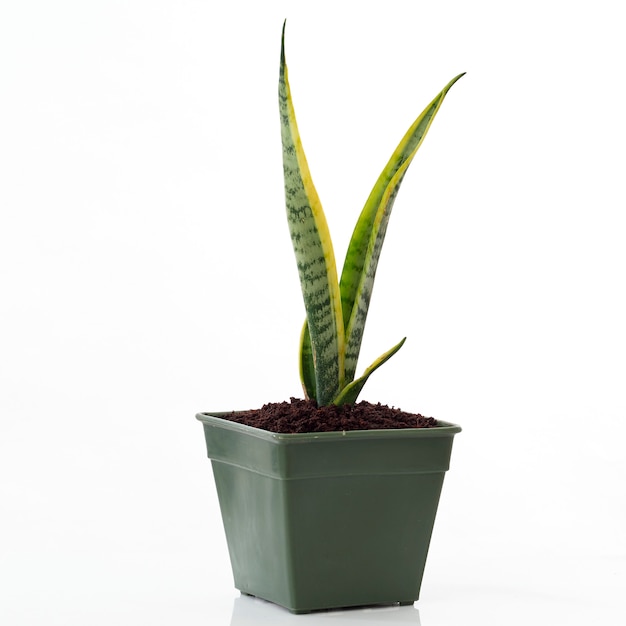 Sansevieria trifasciata aislado blanco.