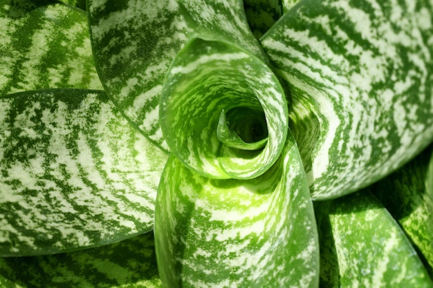 Foto sansevieria trifasciata hahnii o planta de serpiente en una olla de metal dorado brillante cerrar