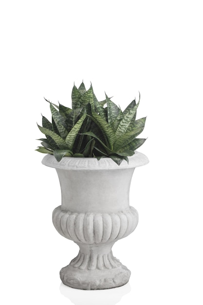 Sansevieria trifasciata Hahnii oder Schlangenpflanze in Betonzementtöpfen