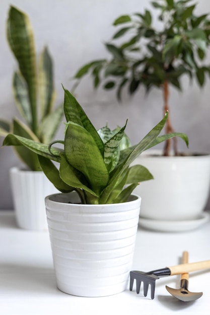 Sansevieria trifasciata Hahnii sobre una mesa blanca con otras plantas