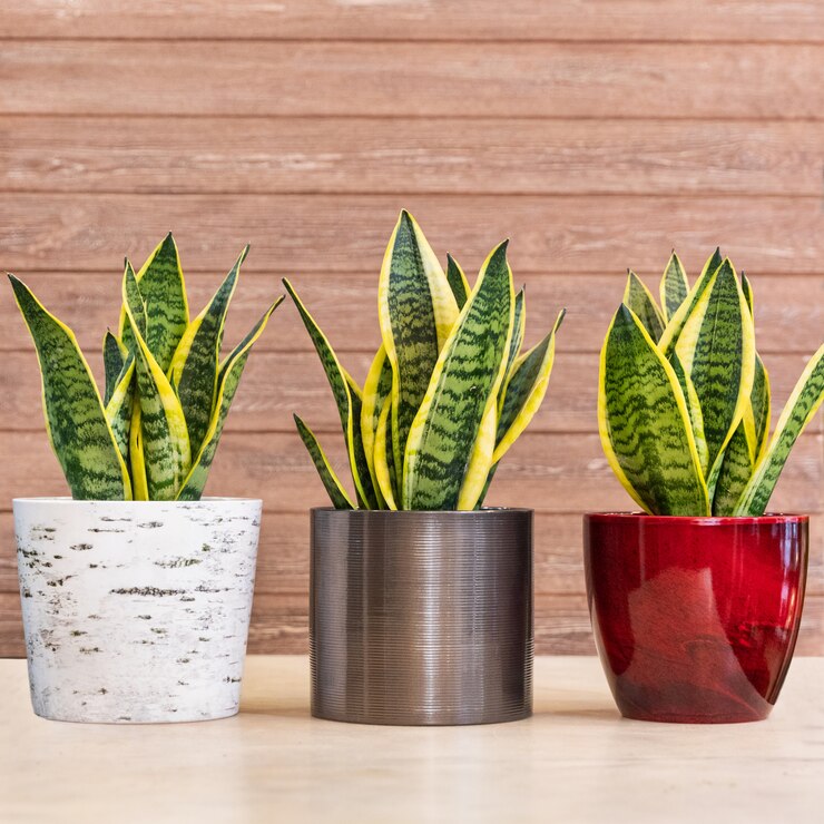 Foto sansevieria trifasciata laurentii, planta cobra variegada
