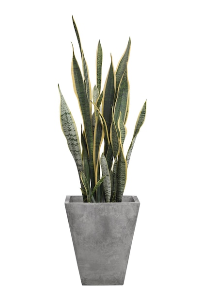 Sansevieria trifasciata o planta de serpiente en maceta gris