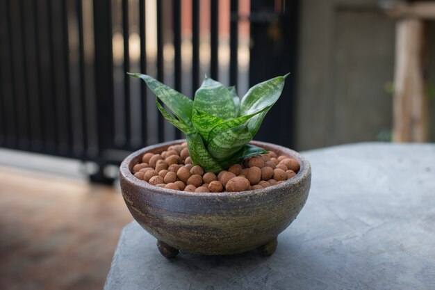 Sansevieria trifasciata ou planta cobra em vaso de cerâmica