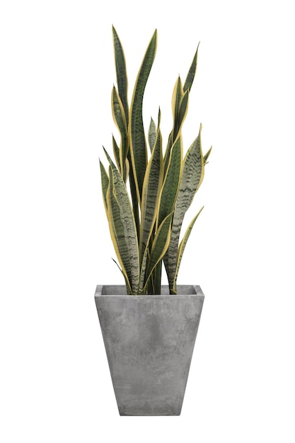 Sansevieria trifasciata ou planta de cobra em vaso cinza