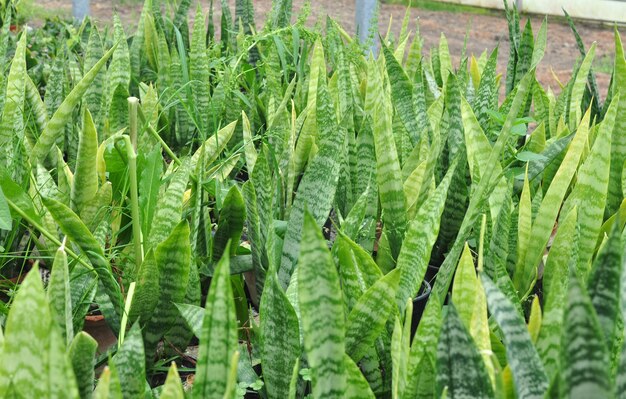 Sansevieria trifasciata Snake Plantin greenhouse