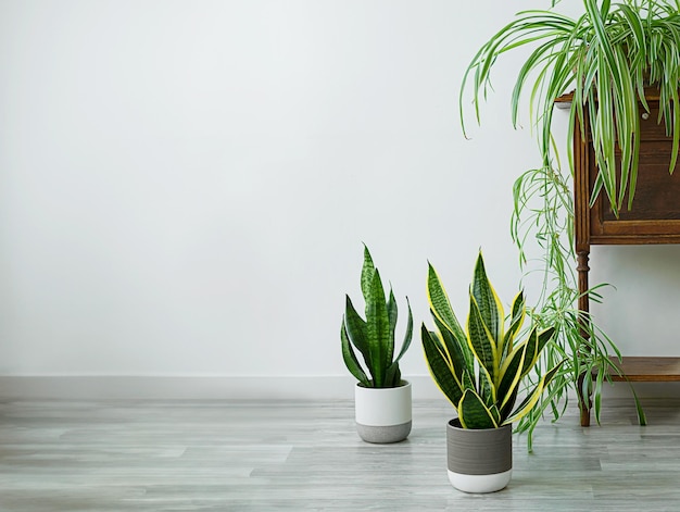 Sansevieria- und Chlorophytum-Heimpflanzen im Raum-Innengartenkonzept