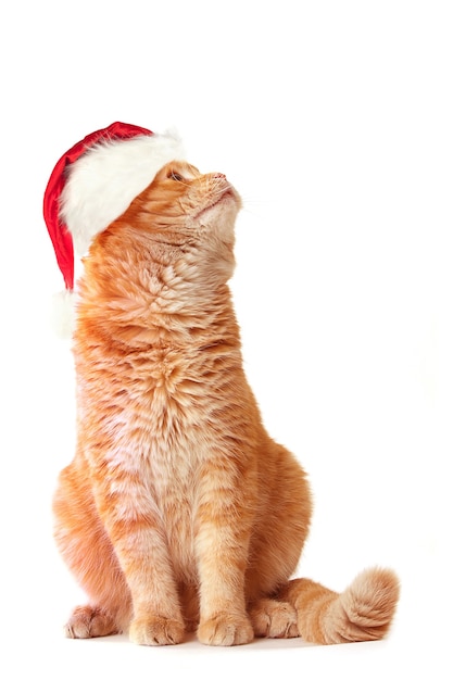 Foto santa cat en santa hat sobre fondo blanco.